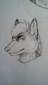 Artic By "Sapphynhoa in FA"for Bluxer by Bluxer