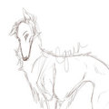 Borzoi