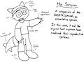 Sorquine by lizardsocks