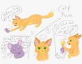 Cat & Mouse