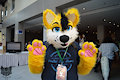 paws up by rajak