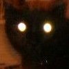 thecatcameback