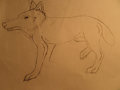 Wolf (WIP) by FurbasticFun