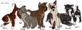 Oliver x Hitora Litter