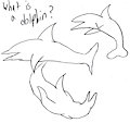 What is Dolphin