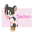 Meet Dalton