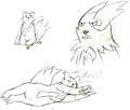 Zangoose Doodles 2016-11-15 by zangooseOO
