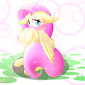 Shy by PEREGRINE