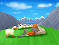 Herding sheep