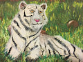 white tiger