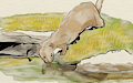 Weasel-A-Day No. 3