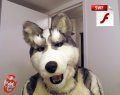 i'm a DERP puppeh!!!  by snoopy