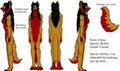 Flame Ref