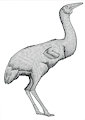 Commission: Ergilornis