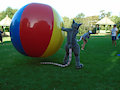 Rattus having a ball