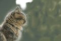 Kitty! by skeeter