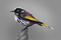 New Holland Honeyeater