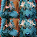venmar horn