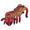 C : Creepy camelspider