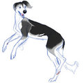 Saluki Dance