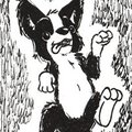 border collie doggy