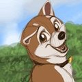 Shiba Wink
