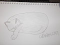 Sleeping kitty by CidAnders