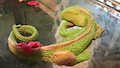 Iguana Necklace pendant WIP