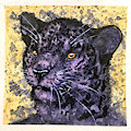 Mug Shots - Nightshade
