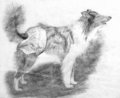G-004 (Sottish Collie for Furrywar69)
