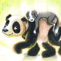 panda and collie