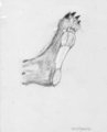 Oh, hey there! Want a paw? by KLugheidh