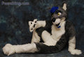 Volf Wolf