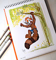 Toast the red panda