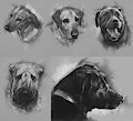 Pet Sketches by Kannart