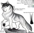 Husky Ref Sheet