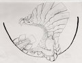 Najarala - Lines