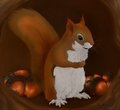 Pine Squirrel