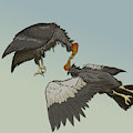 condors