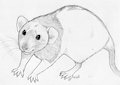 Omg a rat by PaperWings
