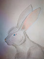 Colored headshot Carduus new by Carduus
