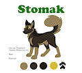 Stomak Ref Sheet - GSD/Malamute vers.
