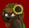 A Sunflower for my hair