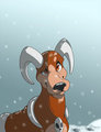 Rascal in Snow