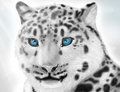 Snow leopard