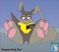 Kangaroo Study Time