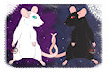 Rat Gemini