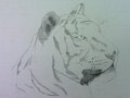 Derp Tiger is Derp by gontovaan