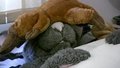 Rattus sleeps
