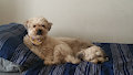 Our Two Dogs